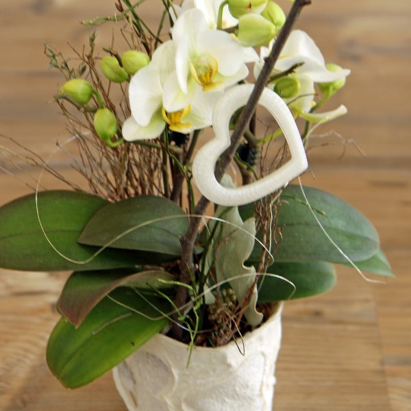 Orchideenpflanze geschmückt Bild 1