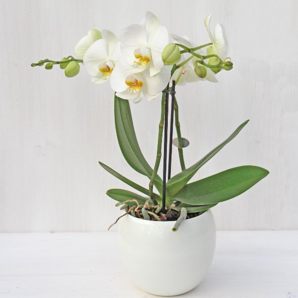 Phalaenopsis-Orchidee Bild 2